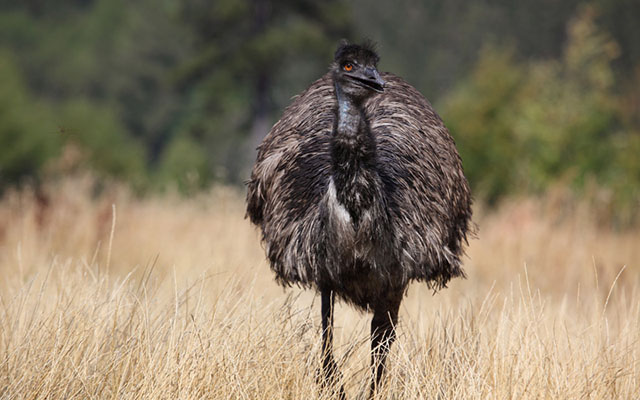 wildpark emu