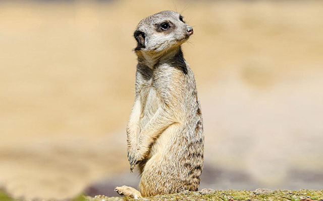 wildpark erdmännchen